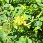 Corylus americana Fruit