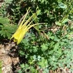 Aquilegia chrysantha花