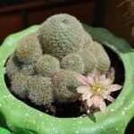 Rebutia heliosa Leaf