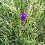 Campanula glomerata Blomst