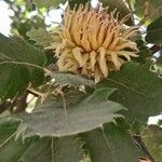 Quercus ithaburensis फल