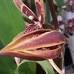 Brassia arachnoidea Fleur