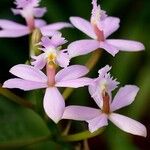 Epidendrum ibaguense Virág