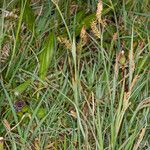 Carex panicea Кара