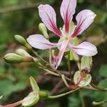 Bauhinia yunnanensis Floare