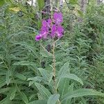 Epilobium angustifolium L.Flower