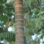 Areca catechuBark