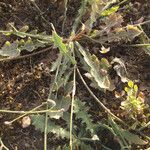 Launaea fragilis Leaf