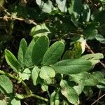 Galega officinalis Leaf