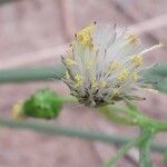 Senecio vulgarisFiore