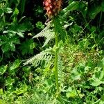 Pedicularis recutita Habit