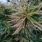 Castanea sativaFlower