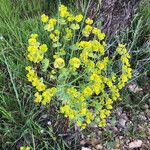 Euphorbia segetalis Habit