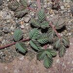 Hoffmannseggia minor Leaf