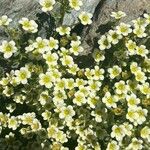 Saxifraga squarrosa Floare