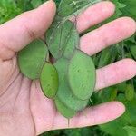 Lunaria annuaLeaf