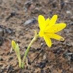 Narcissus cavanillesii Цветок