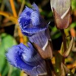 Gentianopsis crinita Flor