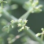Polyscias cissodendron Flower