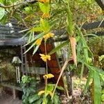 Petraeovitex bambusetorum Blüte