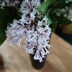 Syringa pubescens Blomma