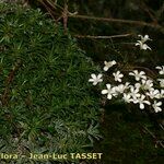 Saxifraga cochlearis Habitus