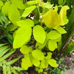 Dendrolobium umbellatum Leaf