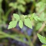 Oenanthe javanica Blatt