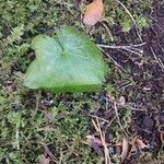 Ranunculus cortusifolius Leaf