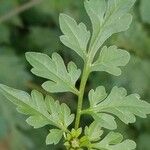 Bidens bipinnata Leaf