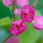 Antigonon leptopus Flower