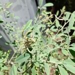 Indigofera oblongifolia Frucht