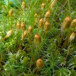 Phyllodoce caerulea 花