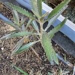 Kalanchoe serrata Leaf