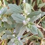 Ajuga integrifolia List