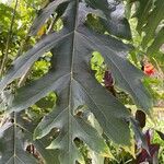 Montanoa bipinnatifida Leaf