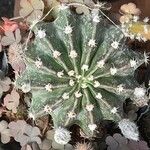 Echinopsis oxygona Hoja