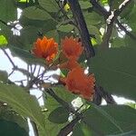 Cordia dodecandra Lorea