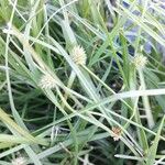 Cyperus brevifolius Leaf