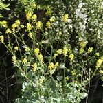 Brassica nigra Květ