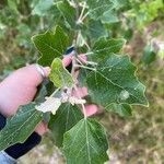 Populus alba Blatt