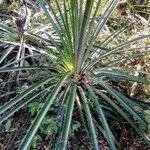 Bromelia pinguin Levél