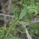 Jasminum fruticans Hoja