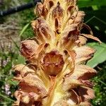 Orobanche rapum-genistae പുഷ്പം