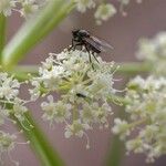 Angelica lineariloba Flor