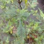 Bidens vulgata Blad