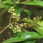 Nectandra turbacensis 花