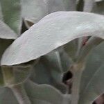 Lychnis coronaria Leaf