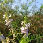 Galega officinalis 花