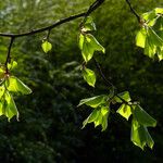 Ulmus glabra Liść